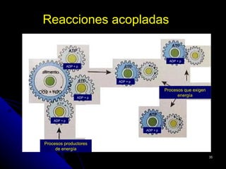 Reacciones acopladas
                                                       ATP
                 ATP

                                                      ADP + p
                ADP + p            ATP
 alimento

                       ATP      ADP + p


CO2 + H2O                                           Procesos que exigen
                      ADP + p
                                                          energía



                                           ATP
      ADP + p


                                          ADP + p



  Procesos productores
       de energía
                                                                          35
 
