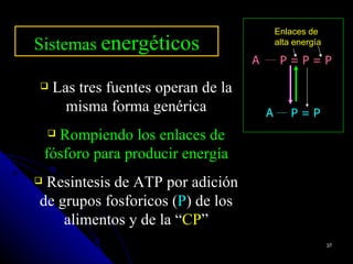 Enlaces de
Sistemas energéticos                         alta energía

                                     A        P=P=P

    Las tres fuentes operan de la
       misma forma genérica              A       P=P
     Rompiendo los enlaces de
    fósforo para producir energía
Resintesis de ATP por adición
de grupos fosforicos (P) de los
    alimentos y de la “CP”
                                                            37
 