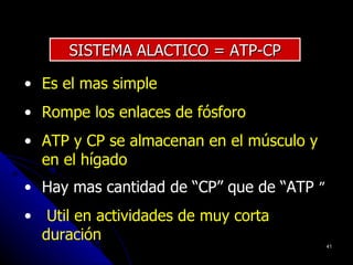 SISTEMA ALACTICO = ATP-CP

• Es el mas simple
• Rompe los enlaces de fósforo
• ATP y CP se almacenan en el músculo y
  en el hígado
• Hay mas cantidad de “CP” que de “ATP ”
• Util en actividades de muy corta
  duración
                                           41
 