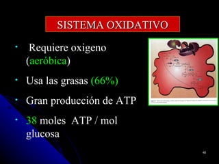 SISTEMA OXIDATIVO
•    Requiere oxigeno
    (aeróbica)
•   Usa las grasas (66%)
•   Gran producción de ATP
•   38 moles ATP / mol
    glucosa
                              48
 