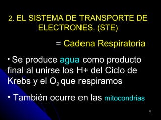2. EL SISTEMA DE TRANSPORTE DE
        ELECTRONES. (STE)

            = Cadena Respiratoria
• Se  produce agua como producto
final al unirse los H+ del Ciclo de
Krebs y el O2 que respiramos
• También ocurre en las mitocondrias
                                       52
 