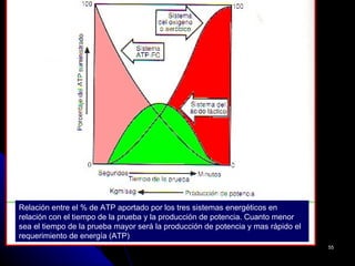 Relación entre el % de ATP aportado por los tres sistemas energéticos en
relación con el tiempo de la prueba y la producción de potencia. Cuanto menor
sea el tiempo de la prueba mayor será la producción de potencia y mas rápido el
requerimiento de energía (ATP)
                                                                                  55
 