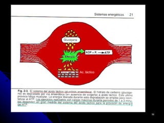 Ac. láctico




              56
 