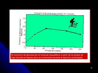 El consumo de glucosa por el músculo esquelético a partir de la sangre es
bajo durante el reposo pero se incrementa durante el ejercicio prolongado



                                                                            58
 