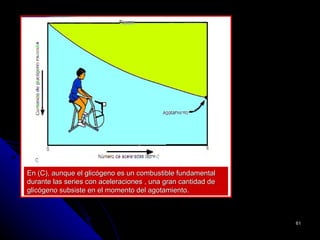 En (C), aunque el glicógeno es un combustible fundamental
durante las series con aceleraciones , una gran cantidad de
glicógeno subsiste en el momento del agotamiento.



                                                              61
 