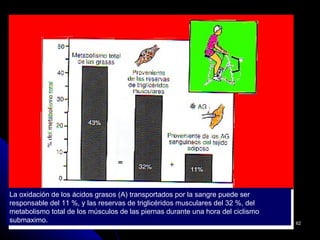 La oxidación de los ácidos grasos (A) transportados por la sangre puede ser
responsable del 11 %, y las reservas de triglicéridos musculares del 32 %, del
metabolismo total de los músculos de las piernas durante una hora del ciclismo
submaximo.                                                                       62
 