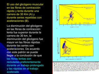 El uso del glicógeno muscular
en las fibras de contracción
rápida y lenta durante una
carrera de 30 Km (A) y
durante series repetidas con
aceleraciones (B).
La disminución del glicógeno
en las fibras de contracción
lenta fue superior durante la
carrera de 30 km, la
disminución del glicógeno fue
mayor en las fibras rápidas
durante las series con
aceleraciones. De acuerdo
con este patrón se puede
llegar a la conclusión de que
las fibras lentas son
reclutadas preferentemente
durante un trabajo prolongado
y las rápidas en el trabajo     63

acelerado
 