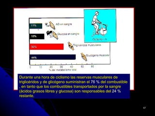 Durante una hora de ciclismo las reservas musculares de
triglicéridos y de glicógeno suministran el 76 % del combustible
, en tanto que los combustibles transportados por la sangre
(ácidos grasos libres y glucosa) son responsables del 24 %
restante.

                                                                   67
 
