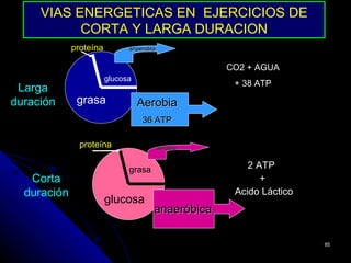 VIAS ENERGETICAS EN EJERCICIOS DE
           CORTA Y LARGA DURACION
             proteína         anaerobia


                                                    CO2 + AGUA
                        glucosa
                                                     + 38 ATP
 Larga
duración      grasa               Aerobia
                                  36 ATP

               proteína                   aerobia


                              grasa                     2 ATP
   Corta                                                   +
  duración                                           Acido Láctico
                        glucosa
                                      anaeróbica

                                                                     85
 