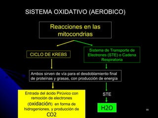 SISTEMA OXIDATIVO (AEROBICO)

              Reacciones en las
                mitocondrias

                                   Sistema de Transporte de
   CICLO DE KREBS                 Electrones (STE) o Cadena
                                          Respiratoria


   Ambos sirven de vía para el desdoblamiento final
   de proteínas y grasas, con producción de energía


Entrada del ácido Pirúvico con            STE
   remoción de electrones
  (oxidación) en forma de
hidrogeniones, y producción de           H2O                  99

            CO2
 