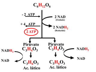 C6H12O6
C3H4O3
C3H4O3
- 2 ATP
+ 4 ATP
(Oxidado)
(Reduzido)
C3H6O3 C3H6O3
NAD
NADH2
2 NAD
2 NADH2
NADH2
NAD
2 ATP
Piruvato Piruvato
Ac. lático Ac. lático
 