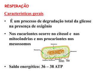 Características gerais
• É um processo de degradação total da glicose
na presença de oxigênio
• Nos eucariontes ocorre no citosol e nas
mitocôndrias e nos procariontes nos
mesossomos
• Saldo energético: 36 – 38 ATP
RESPIRAÇÃO
 