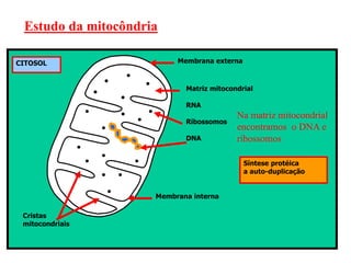 Membrana externa
Membrana interna
Matriz mitocondrial
Cristas
mitocondriais
DNA
RNA
Ribossomos
Síntese protéica
a auto-duplicação
CITOSOL
Estudo da mitocôndria
Na matriz mitocondrial
encontramos o DNA e
ribossomos
 