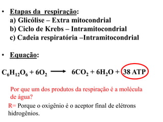 • Etapas da respiração:
a) Glicólise – Extra mitocondrial
b) Ciclo de Krebs – Intramitocondrial
c) Cadeia respiratória –Intramitocondrial
• Equação:
C6H12O6 + 6O2 6CO2 + 6H2O + 38 ATP
Por que um dos produtos da respiração é a molécula
de água?
R= Porque o oxigênio é o aceptor final de elétrons
hidrogênios.
 