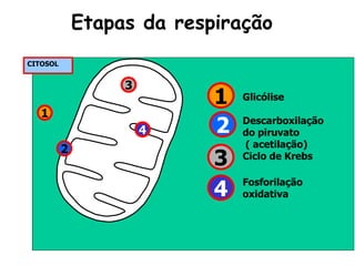 Etapas da respiração
CITOSOL
3
Glicólise
Descarboxilação
do piruvato
( acetilação)
Ciclo de Krebs
Fosforilação
oxidativa
1
3
4
2
4
1
2
 