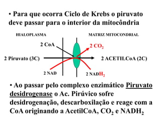 • Para que ocorra Ciclo de Krebs o piruvato
deve passar para o interior da mitocôndria
HIALOPLASMA MATRIZ MITOCONDRIAL
2 Piruvato (3C) 2 ACETILCoA (2C)
2 NAD 2 NADH2
2 CoA 2 CO2
• Ao passar pelo complexo enzimático Piruvato
desidrogenase o Ac. Pirúvico sofre
desidrogenação, descarboxilação e reage com a
CoA originando a AcetilCoA, CO2 e NADH2
 