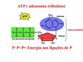 ATP ( adenosina trifosfato)
P~P~P= Energia nas ligações de P
NUCLEOSÍDEO
 