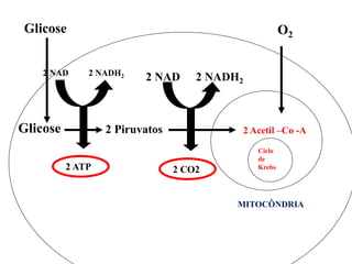 2 PiruvatosGlicose
Glicose O2
2 Acetil –Co -A
Ciclo
de
Krebs
MITOCÔNDRIA
2 NAD 2 NADH2
2 ATP
2 NAD 2 NADH2
2 CO2
 