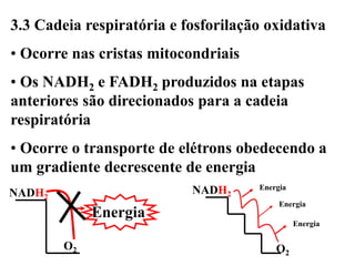 3.3 Cadeia respiratória e fosforilação oxidativa
• Ocorre nas cristas mitocondriais
• Os NADH2 e FADH2 produzidos na etapas
anteriores são direcionados para a cadeia
respiratória
• Ocorre o transporte de elétrons obedecendo a
um gradiente decrescente de energia
NADH2
O2
Energia
NADH2
O2
Energia
Energia
Energia
 