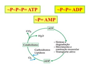 ~P~P~P= ATP ~P~P= ADP
~P= AMP
 