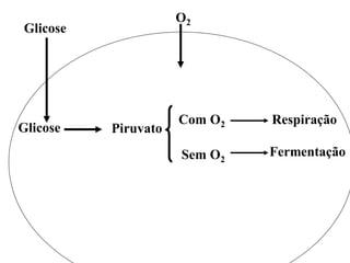 Piruvato
Com O2 Respiração
Sem O2
Fermentação
Glicose
Glicose
O2
 