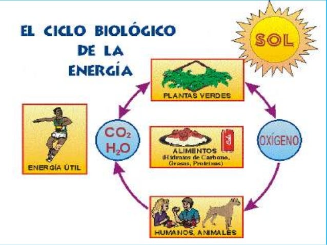Tiene más preguntas sobre metabolismo de hidratos de carbono?
