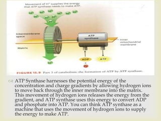 Bioenergetics | PPTX