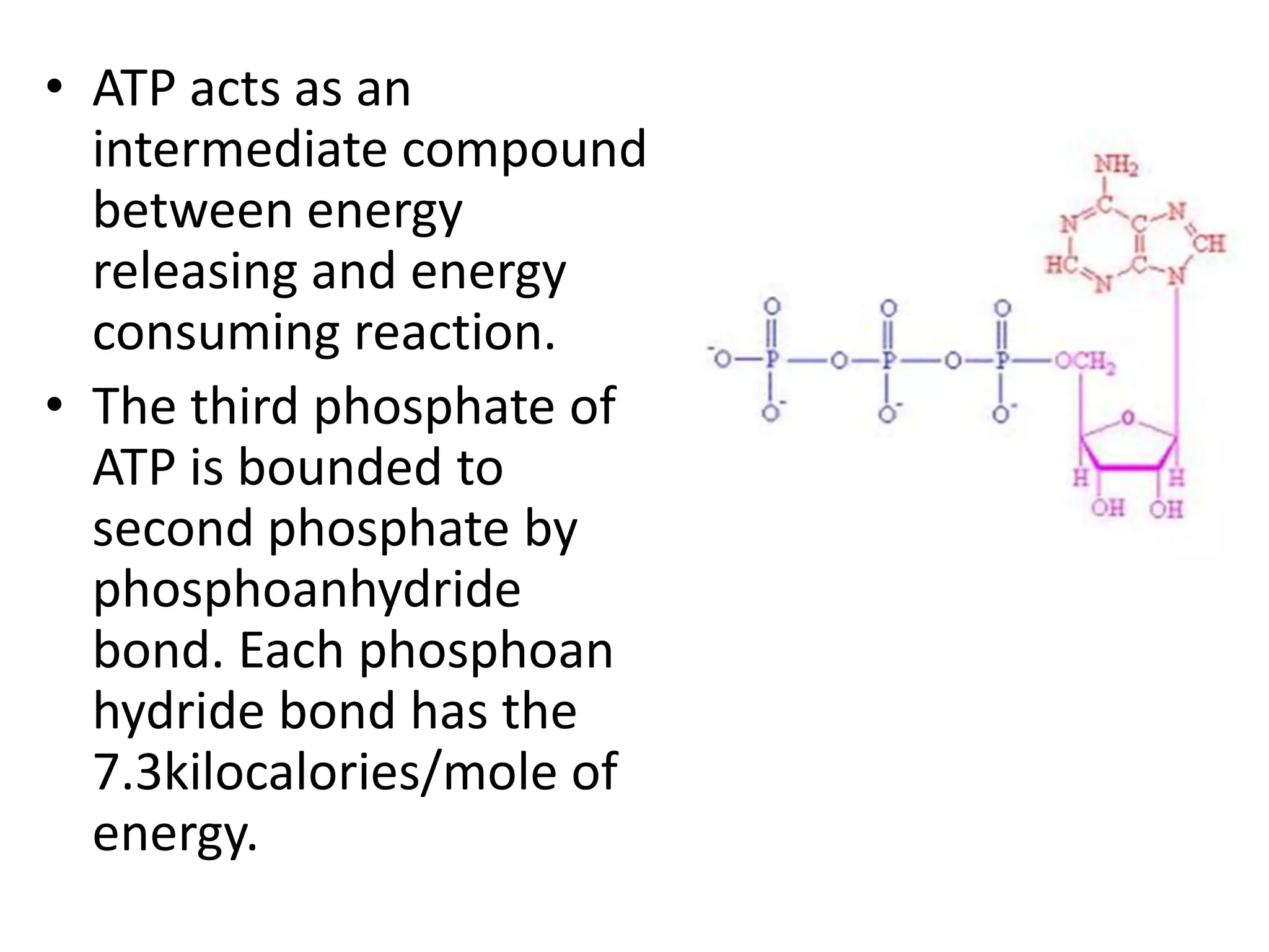 • ATP acts as an
intermediate compound
between energy
releasing and energy
consuming reaction.
• The third phosphate of
ATP is bounded to
second phosphate by
phosphoanhydride
bond. Each phosphoan
hydride bond has the
7.3kilocalories/mole of
energy.

 