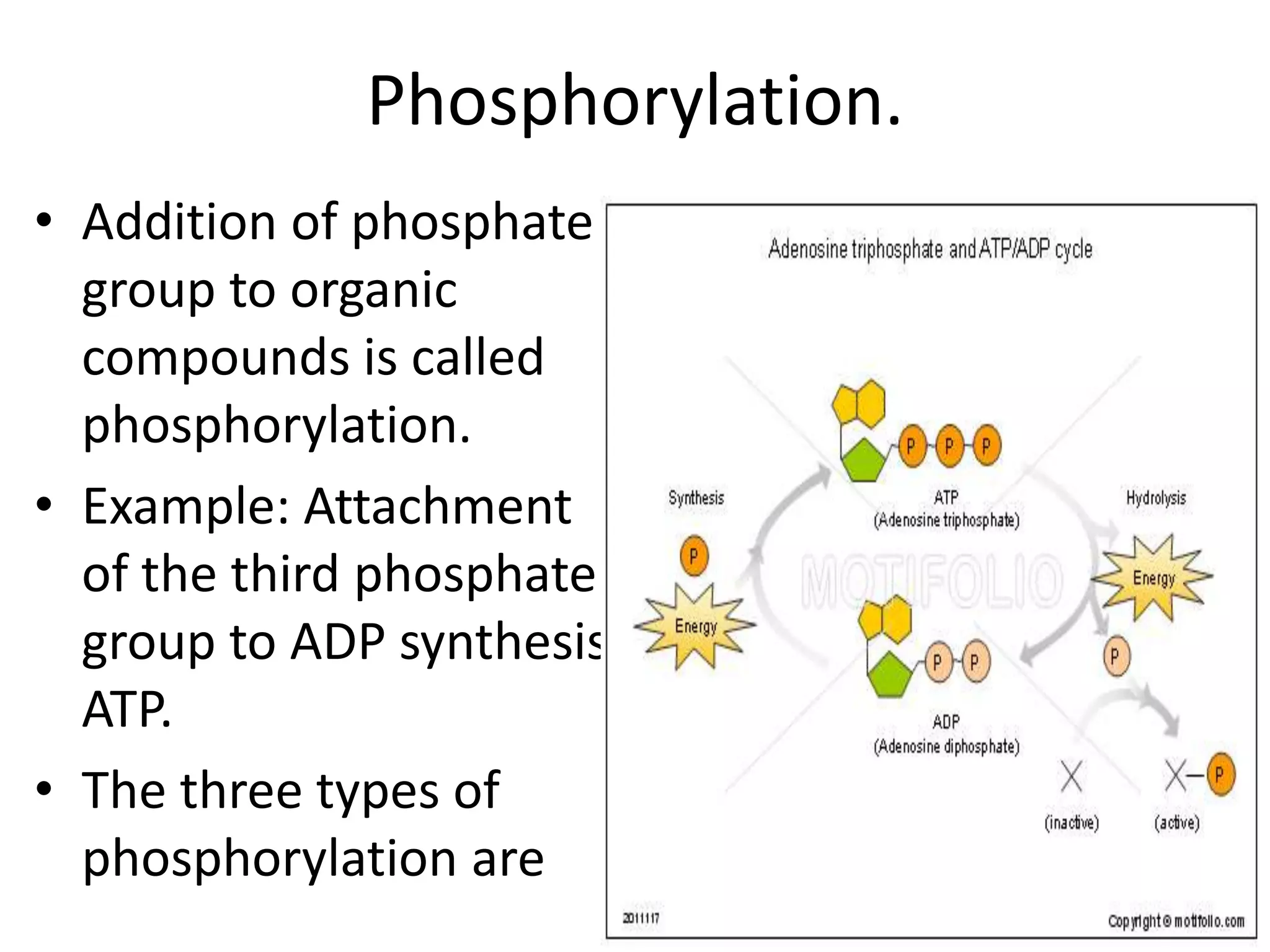 Phosphorylation.
• Addition of phosphate
group to organic
compounds is called
phosphorylation.
• Example: Attachment
of the third phosphate
group to ADP synthesis
ATP.
• The three types of
phosphorylation are

 