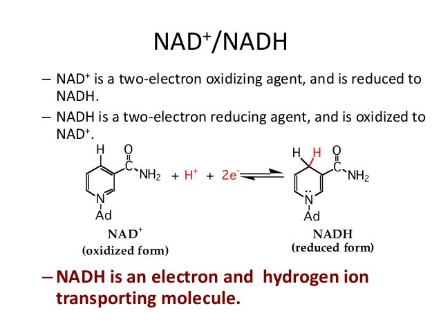 bioenergetics reduced form of nad