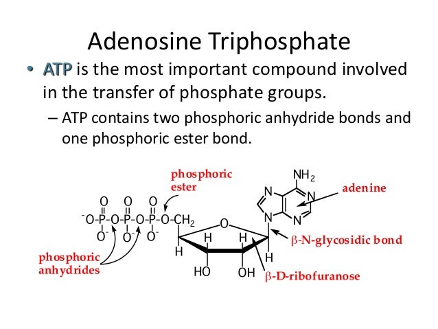 How many phosphate groups does ATP contain?
