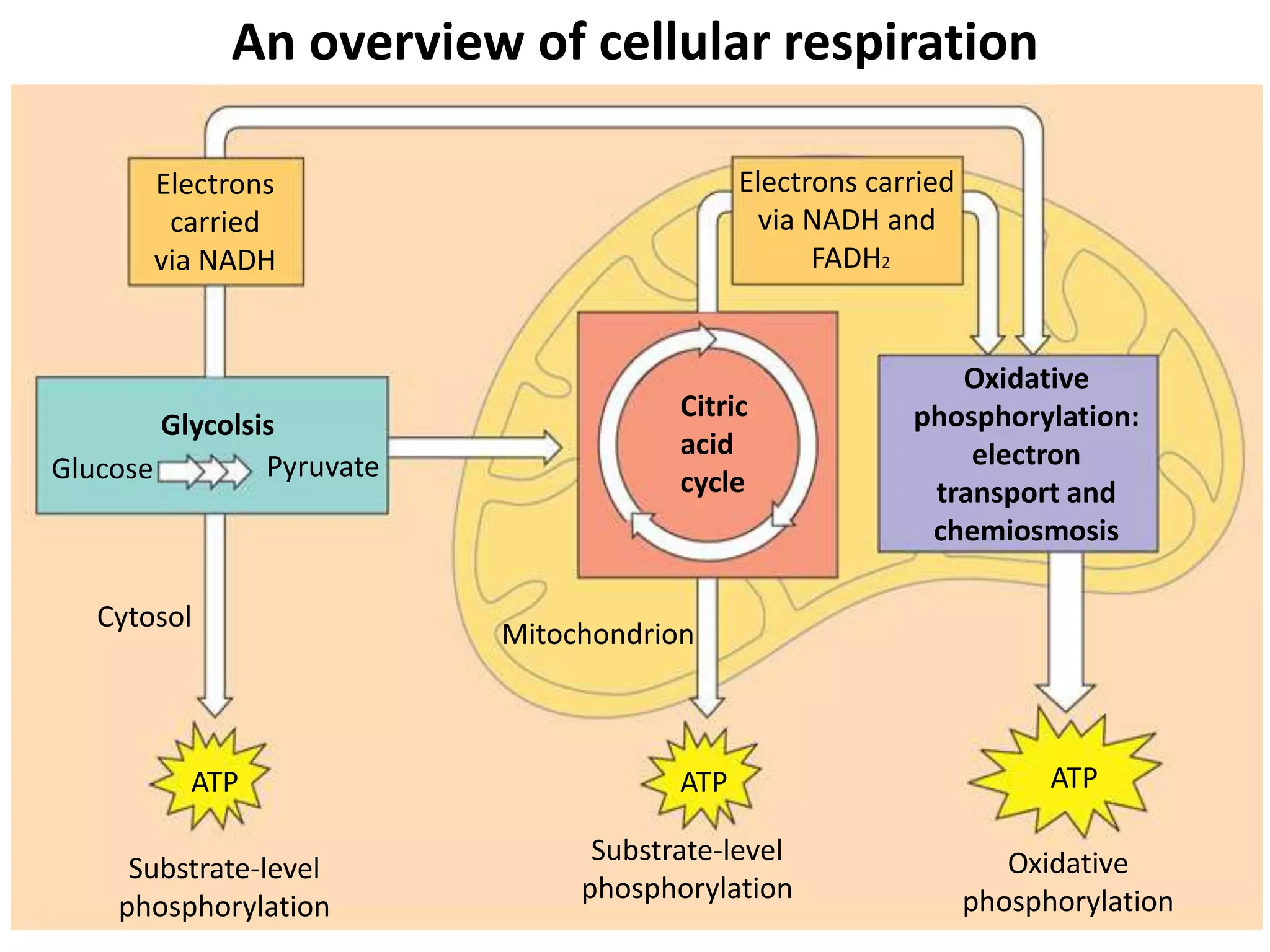 Electrons 
carried 
via NADH 
Glycolsis 
Glucose Pyruvate 
ATP 
Substrate-level 
phosphorylation 
Electrons carried 
via NADH and 
FADH2 
Citric 
acid 
cycle 
Oxidative 
phosphorylation: 
electron 
transport and 
chemiosmosis 
ATP ATP 
Substrate-level 
phosphorylation 
Oxidative 
phosphorylation 
Mitochondrion 
Cytosol 
An overview of cellular respiration 
 