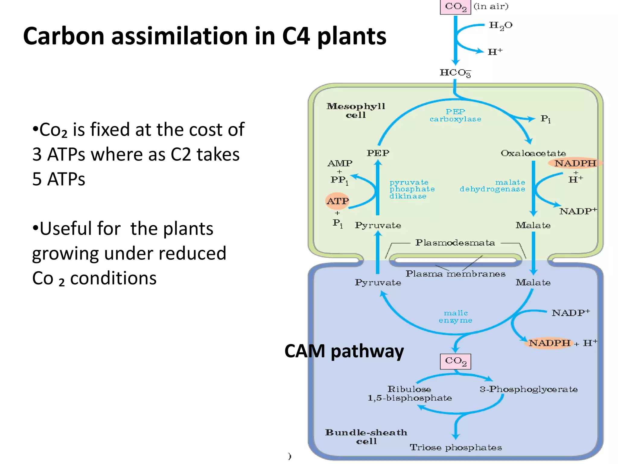 Carbon assimilation in C4 plants 
•Co₂ is fixed at the cost of 
3 ATPs where as C2 takes 
5 ATPs 
•Useful for the plants 
growing under reduced 
Co ₂ conditions 
CAM pathway 
 