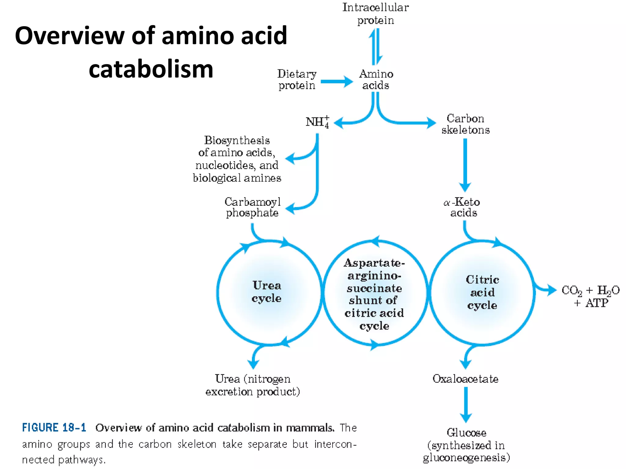 Overview of amino acid 
catabolism 
 