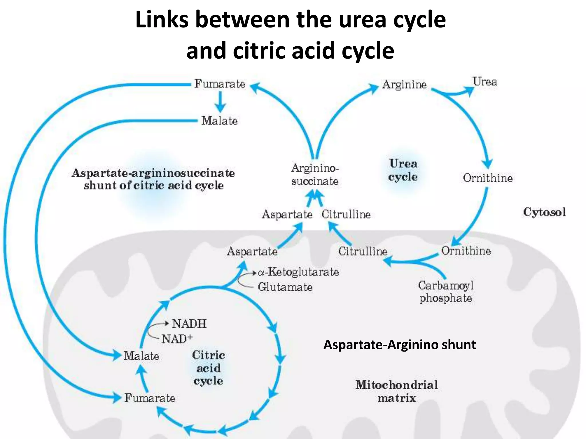 Links between the urea cycle 
and citric acid cycle 
Aspartate-Arginino shunt 
 