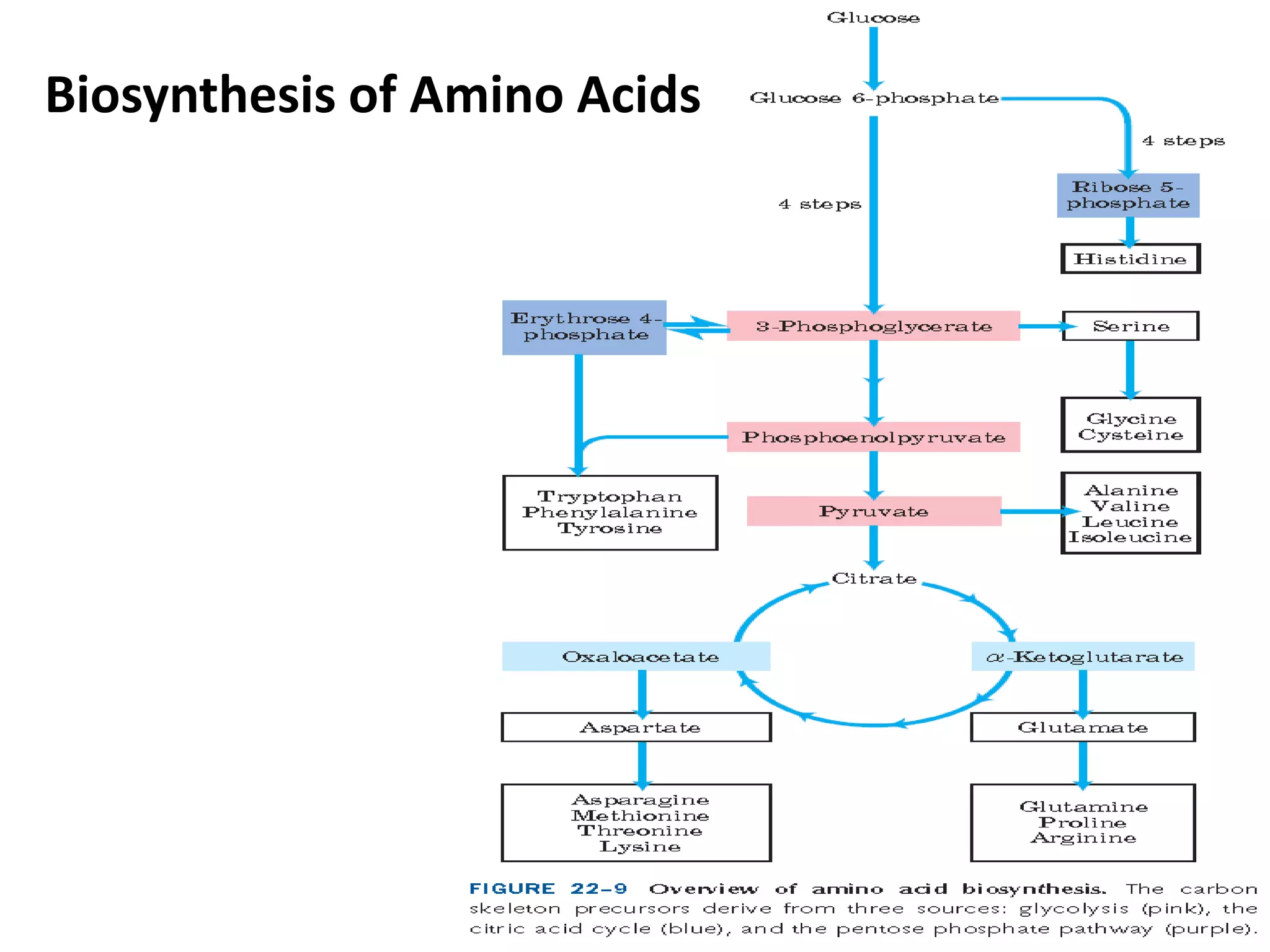 Biosynthesis of Amino Acids 
 