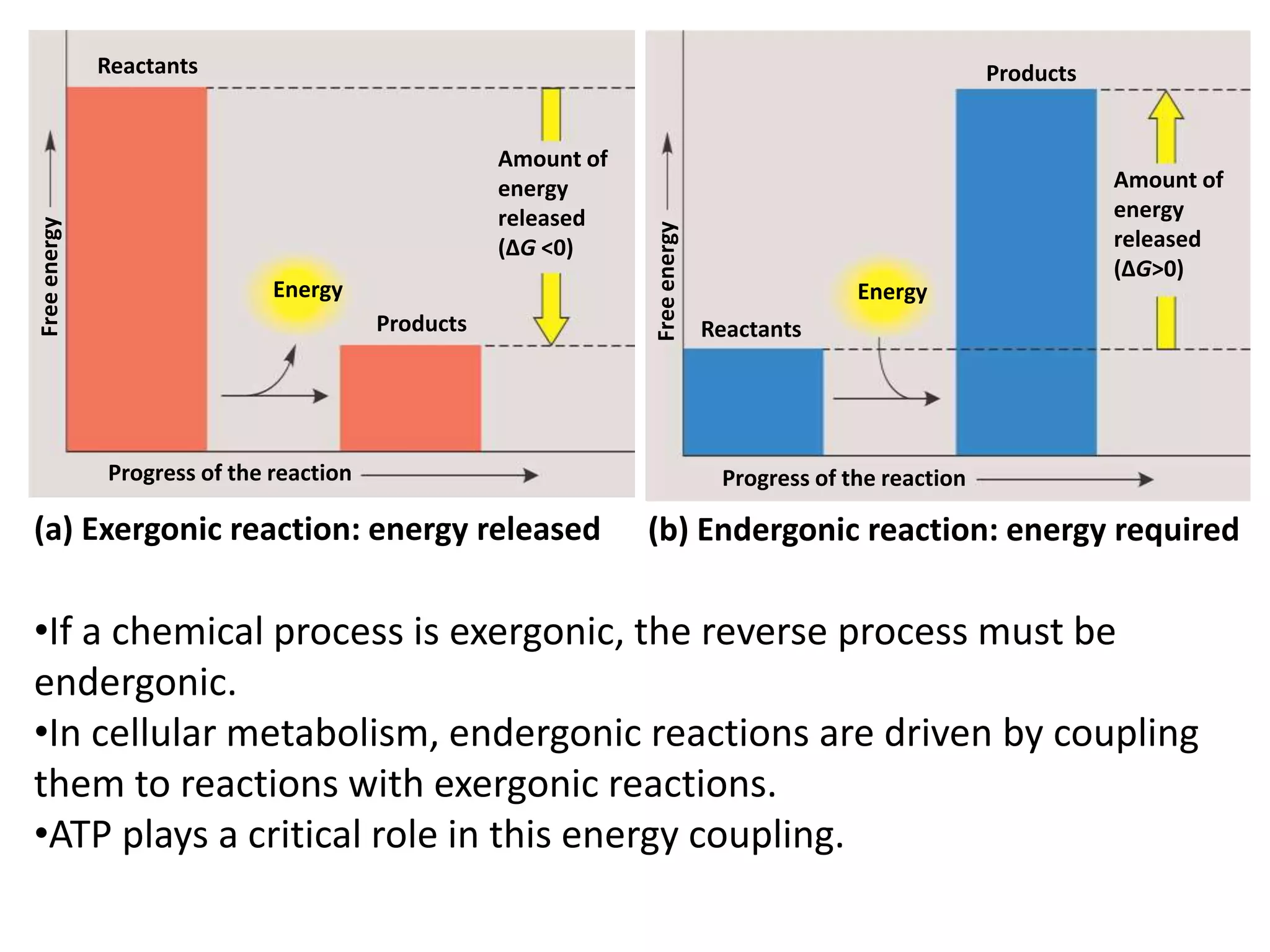 Reactants 
Products 
Energy 
Progress of the reaction 
Amount of 
energy 
released 
(ΔG <0) 
Free energy 
(a) Exergonic reaction: energy released 
Energy 
Products 
Amount of 
energy 
released 
(ΔG>0) 
Reactants 
Progress of the reaction 
Free energy 
(b) Endergonic reaction: energy required 
•If a chemical process is exergonic, the reverse process must be 
endergonic. 
•In cellular metabolism, endergonic reactions are driven by coupling 
them to reactions with exergonic reactions. 
•ATP plays a critical role in this energy coupling. 
 