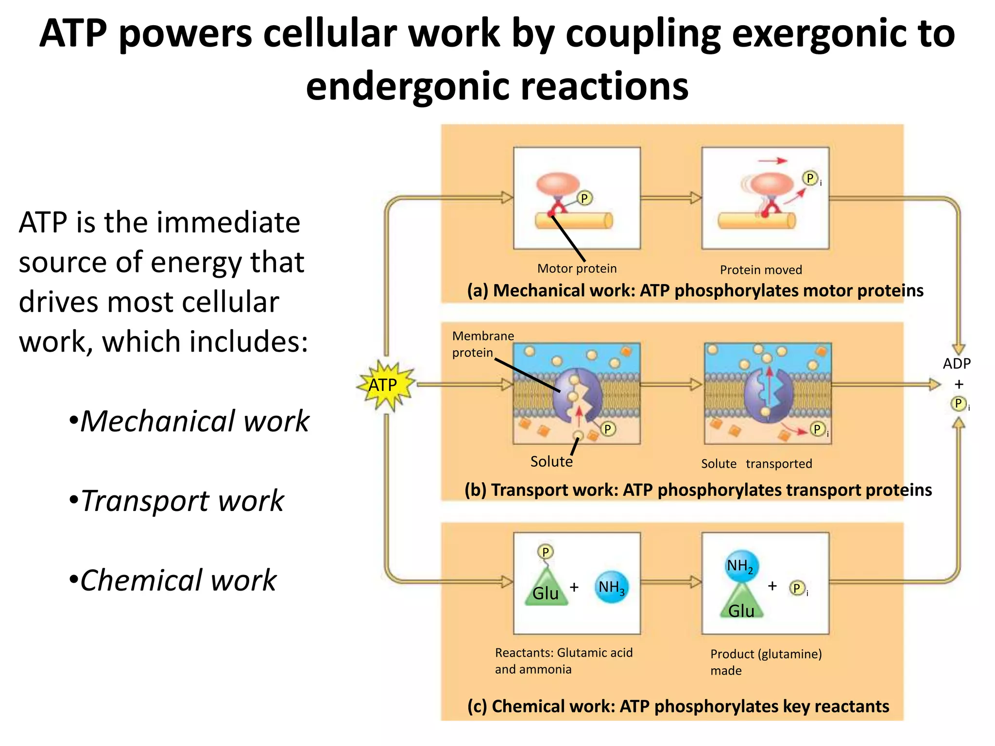 ATP powers cellular work by coupling exergonic to 
endergonic reactions 
ATP is the immediate 
source of energy that 
drives most cellular 
work, which includes: 
•Mechanical work 
•Transport work 
•Chemical work 
P 
(a) Mechanical work: ATP phosphorylates motor proteins 
Membrane 
protein 
Motor protein 
P i 
Protein moved 
Solute 
P P i 
Solute transported 
(c) Chemical work: ATP phosphorylates key reactants 
ATP 
(b) Transport work: ATP phosphorylates transport proteins 
Glu 
Glu 
NH3 
NH2 
P i 
P i 
+ + 
Reactants: Glutamic acid 
and ammonia 
Product (glutamine) 
made 
ADP 
+ 
P 
 