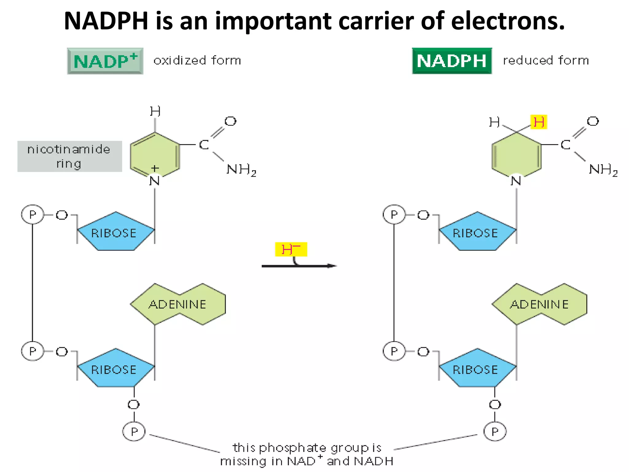 NADPH is an important carrier of electrons. 
 