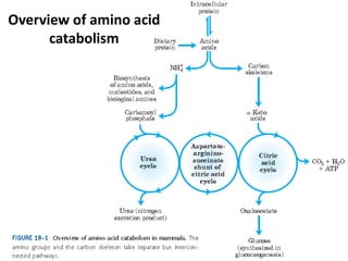 Overview of amino acid 
catabolism 
 