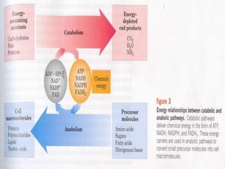 Bioenergetics | PPTX