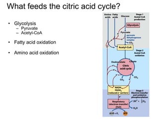 What feeds the citric acid cycle?
• Glycolysis
– Pyruvate
– Acetyl-CoA
• Fatty acid oxidation
• Amino acid oxidation
 