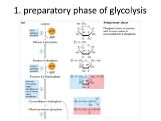 1. preparatory phase of glycolysis
 