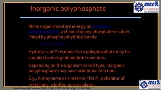 Polyphosphate Chain Bioenergetics 2 | PPT