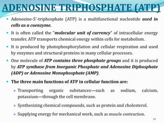 ADENOSINE TRIPHOSPHATE (ATP)
18
 Adenosine-5'-triphosphate (ATP) is a multifunctional nucleotide used in
cells as a coenzyme.
 It is often called the "molecular unit of currency" of intracellular energy
transfer. ATP transports chemical energy within cells for metabolism.
 It is produced by photophosphorylation and cellular respiration and used
by enzymes and structural proteins in many cellular processes.
 One molecule of ATP contains three phosphate groups and it is produced
by ATP synthase from Inorganic Phosphate and Adenosine Diphosphate
(ADP) or Adenosine Monophosphate (AMP).
 The three main functions of ATP in cellular function are:
 Transporting organic substances—such as sodium, calcium,
potassium—through the cell membrane.
 Synthesizing chemical compounds, such as protein and cholesterol.
 Supplying energy for mechanical work, such as muscle contraction.
 