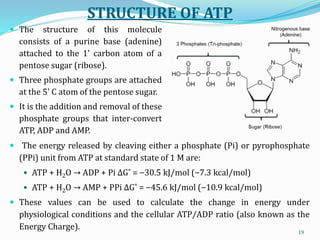 STRUCTURE OF ATP
19
 The structure of this molecule
consists of a purine base (adenine)
attached to the 1' carbon atom of a
pentose sugar (ribose).
 Three phosphate groups are attached
at the 5' C atom of the pentose sugar.
 It is the addition and removal of these
phosphate groups that inter-convert
ATP, ADP and AMP.
 The energy released by cleaving either a phosphate (Pi) or pyrophosphate
(PPi) unit from ATP at standard state of 1 M are:
 ATP + H2O → ADP + Pi ΔG˚ = −30.5 kJ/mol (−7.3 kcal/mol)
 ATP + H2O → AMP + PPi ΔG˚ = −45.6 kJ/mol (−10.9 kcal/mol)
 These values can be used to calculate the change in energy under
physiological conditions and the cellular ATP/ADP ratio (also known as the
Energy Charge).
 