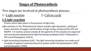 Stages of Photosynthesis
Two stages are involved in photosynthesis process:
1- Light reaction 2- Calvin cycle
1-Light reaction
Process which takes place in the presence of light only.
Light reactions or the ‘Photochemical ‘phase includes light absorption, splitting of
water, evolution of oxygen and formation of high energy compound like ATP and
NADPH. • It involves several complex & the pigments of the complex are organized
into two discrete photochemical light harvesting complexes (LHC)- Photosystem I
(PS I) and Photosystem II (PS II).
• Light Harvesting Complexes (LHC) : The light harvesting complexes are made up of
hundreds of pigment molecules bound to protein within the photosystem I (PSI)
and photosystem II (PSII)
 
