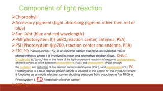 Component of light reaction
Chlorophyll
Accessory pigments(light absorbing pigment other then red or
blue)
Sun light (blue and red wavelength)
PSII(photosystem II)( p680,reaction center, antenna, PEA)
PSI (Photosystem I)(p700, reaction center and antenna, PEA)
ETC( PQ Plastoquinone (PQ) is an electron carrier that plays an essential role in
photosynthesis where it is involved in linear and alternative electron flows., Cytb6f,
Cytochrome b6f (cytb6f) lies at the heart of the light-dependent reactions of oxygenic photosynthesis,
where it serves as a link between photosystem II (PSII) and photosystem I (PSI) through
the oxidation and reduction of the electron carriers plastoquinol (PQH2) and plastocyanin (Pc). PC
Plastocyanin is a blue copper protein which is located in the lumen of the thylakoid where
it functions as a mobile electron carrier shuttling electrons from cytochrome f to P700 in
Photosystem I. FD Ferredoxin electron carrier)
ATP Synthase
 