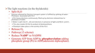 The light reactions (in the thylakoids):
• Split H2O
• Electron required for Electron transport system is fulfilled by splitting of water-
Photolysis- associated with PS II
• • PS-II loose electrons continuously, filled up by electrons released due to
photolysis of water.
• • Water is split into H+ , (O) and electrons in presence of light and Mn2+ and Cl- .
• • This also creates O2 the bi-product of photosynthesis.
• • Photolysis takes place in the vicinity of the PS-II
• Release O2
• Pathway( Z scheme)
• Reduce NADP+ to NADPH
• Generate ATP from ADP by phosphorylation adding
phosphate group (Pi) to ADP(adenosine diphosphate).
 