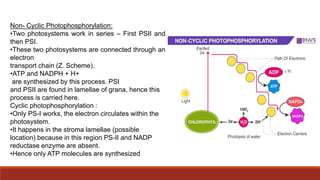 Non- Cyclic Photophosphorylation:
•Two photosystems work in series – First PSII and
then PSI.
•These two photosystems are connected through an
electron
transport chain (Z. Scheme).
•ATP and NADPH + H+
are synthesized by this process. PSI
and PSII are found in lamellae of grana, hence this
process is carried here.
Cyclic photophosphorylation :
•Only PS-I works, the electron circulates within the
photosystem.
•It happens in the stroma lamellae (possible
location) because in this region PS-II and NADP
reductase enzyme are absent.
•Hence only ATP molecules are synthesized
 